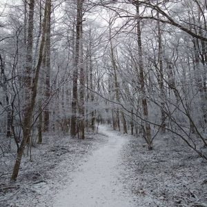 軽井沢の雪景色
