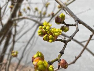 ダンコウバイの蕾