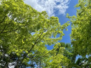新緑の軽井沢