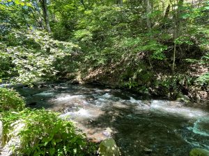軽井沢の湯川と深緑