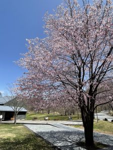 軽井沢星野エリアの山桜