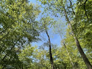 新緑の軽井沢