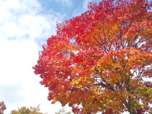 軽井沢の紅葉